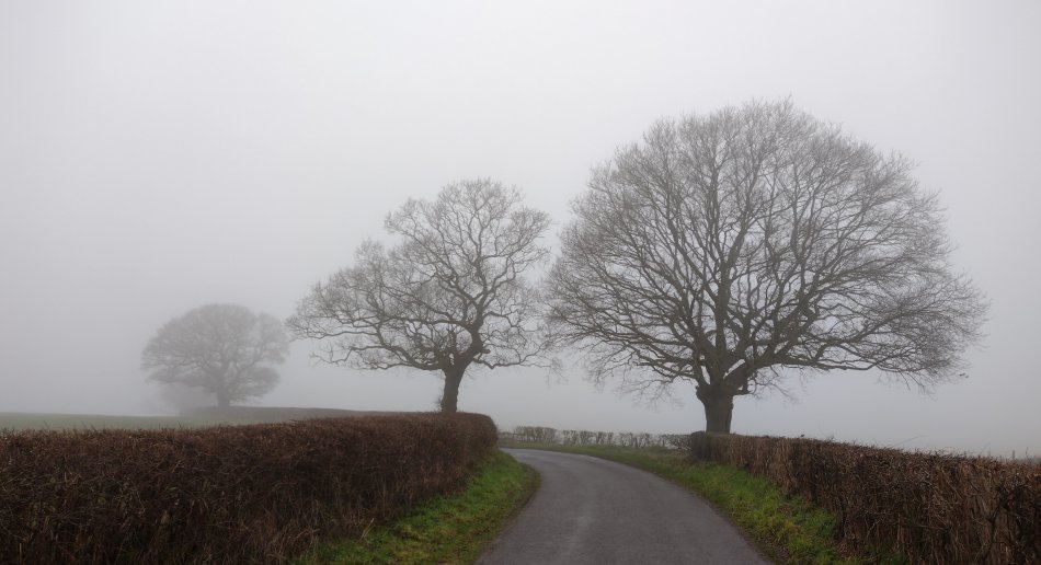 country road between trees and a misty sky