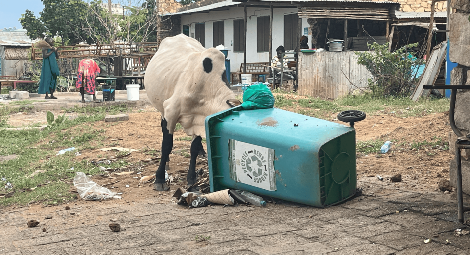 recycling cow