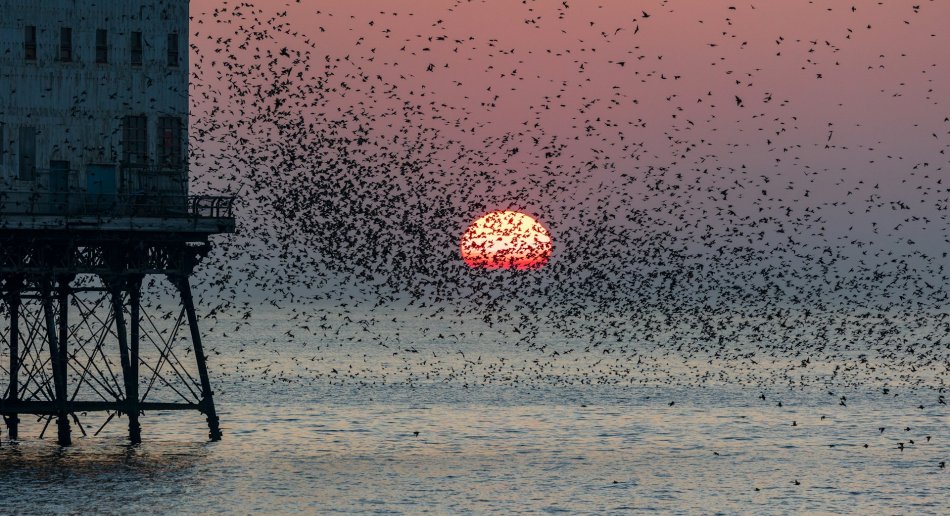 Flokk med stær over vann med solnedgang