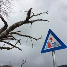 Fareskilt og døde greiner